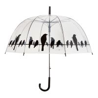 Parapluie Oiseaux